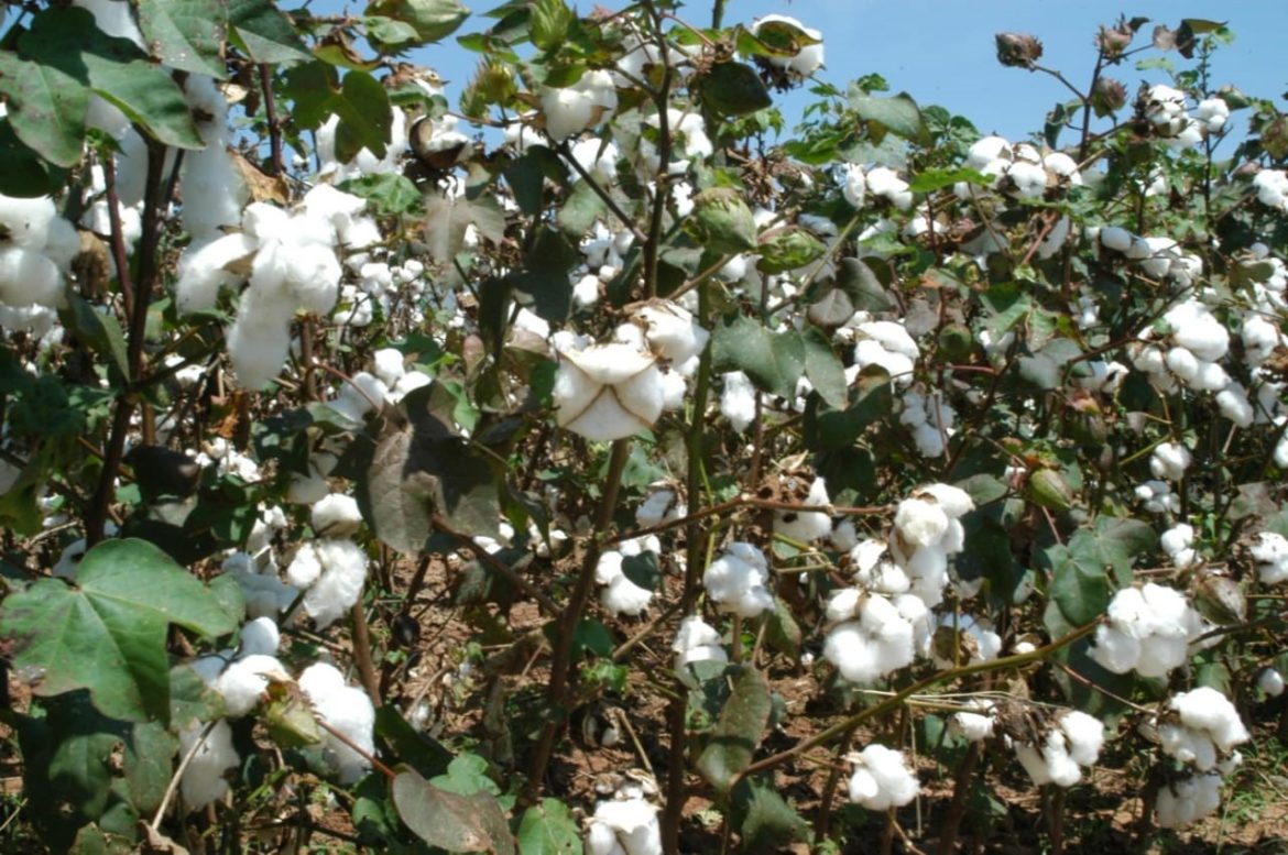 Preço de venda de algodão não é rentável para os produtores familiares
