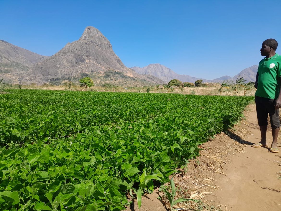 Malema ambiciona ser celeiro da região norte
