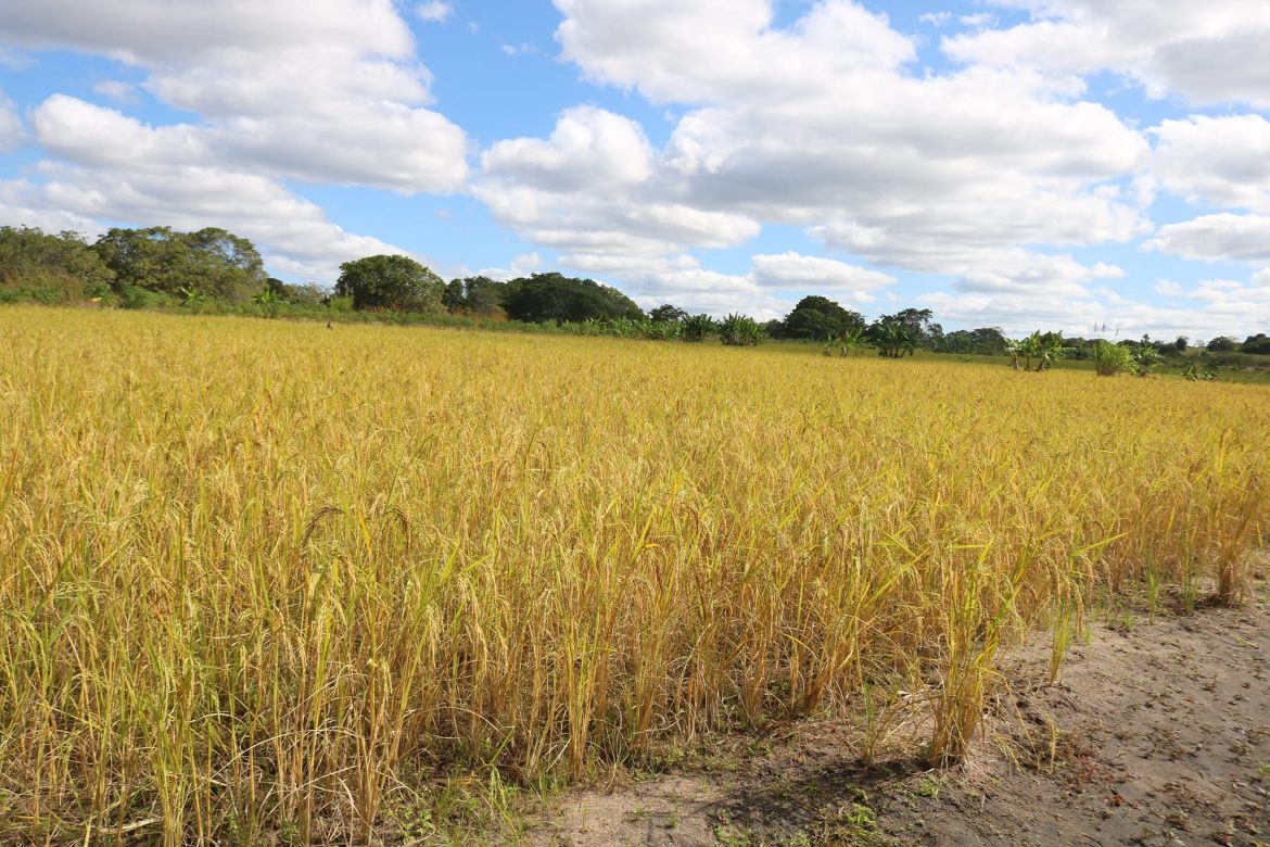 Líbia quer investir na produção de arroz em Nampula