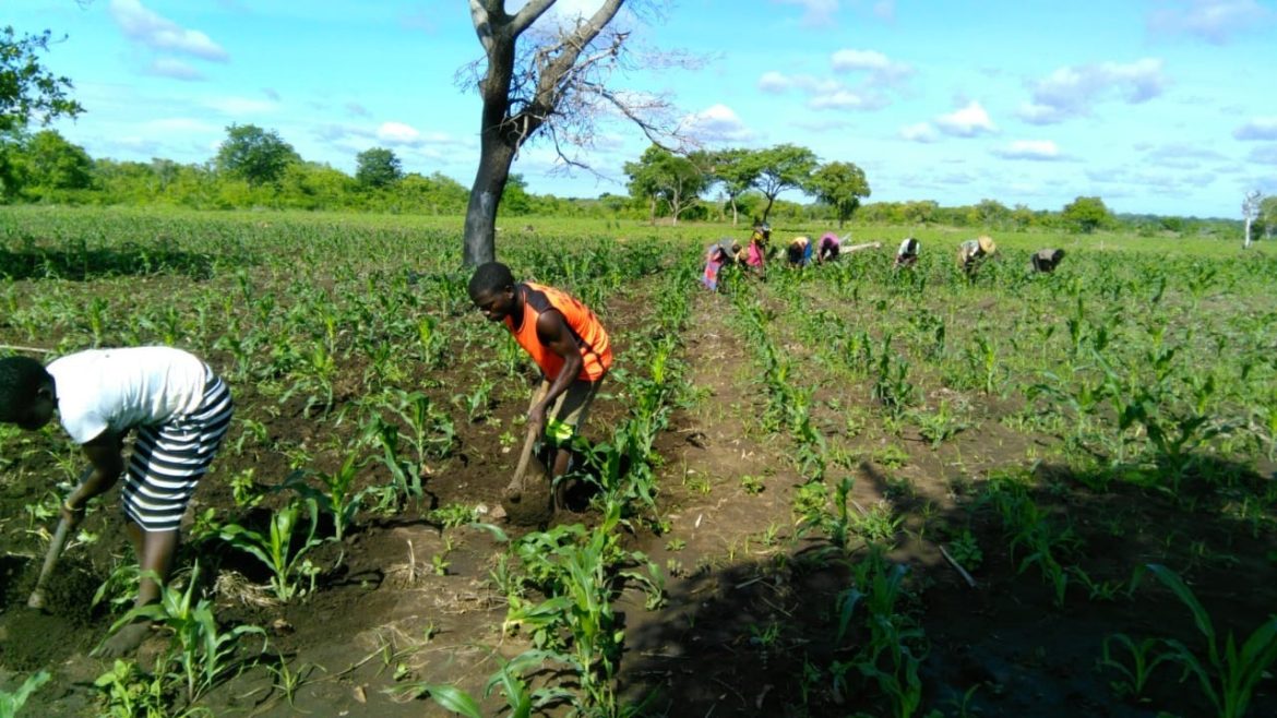 Cintura verde de Nampula: Produtores queixam-se de roubo das culturas