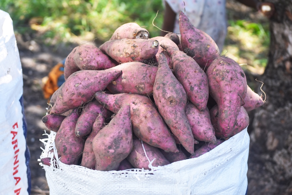 Falta de mercado penaliza produtores de batata-doce em Murrupula