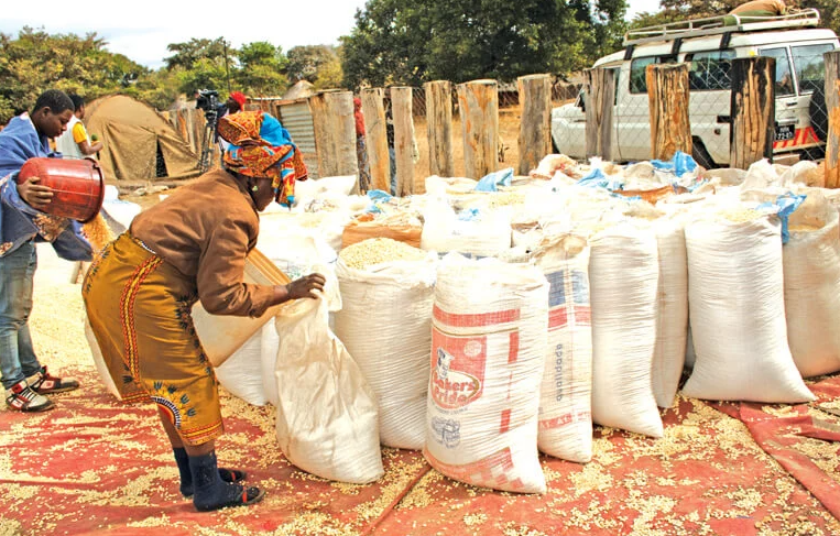 Preço do milho dispara nos mercados de Nampula