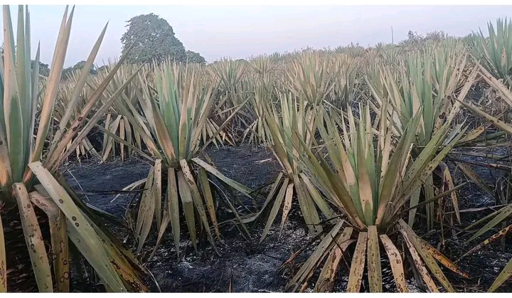 Incêndio devasta 50 hectares de sisal em Angoche