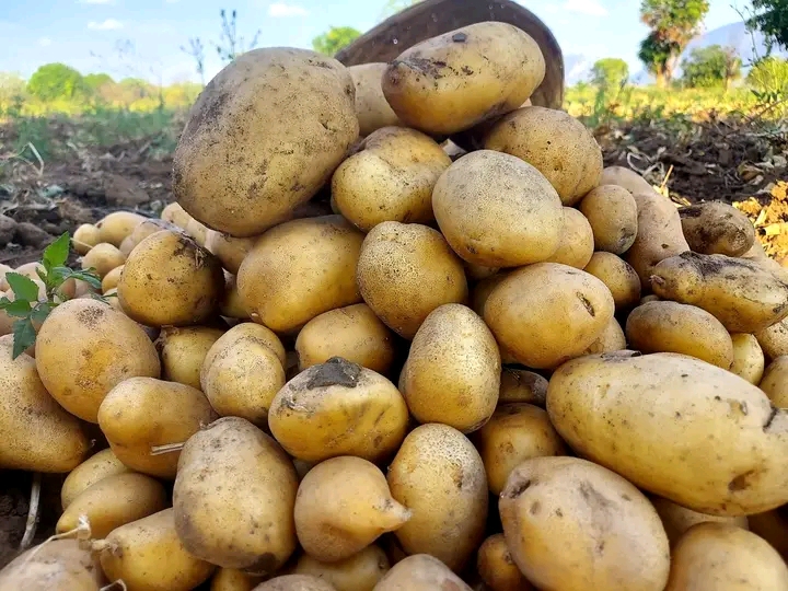 Malema começa a produzir batata-reno em escala comercial