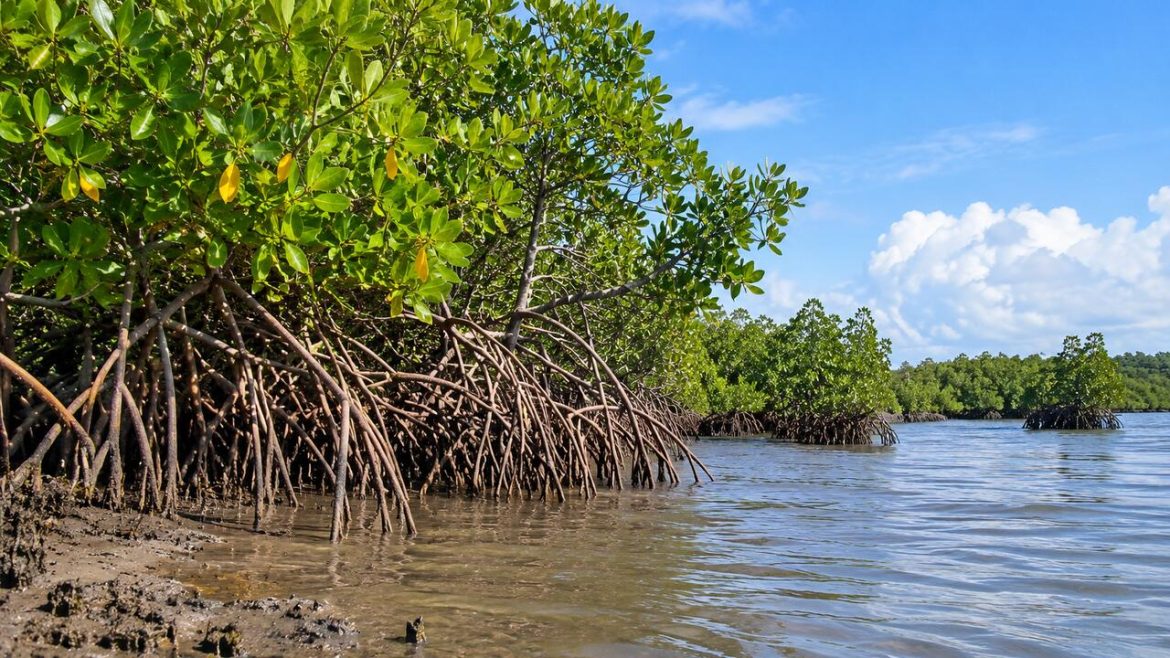 Mossuril vai recuperar mais de 2 mil hectares de mangal